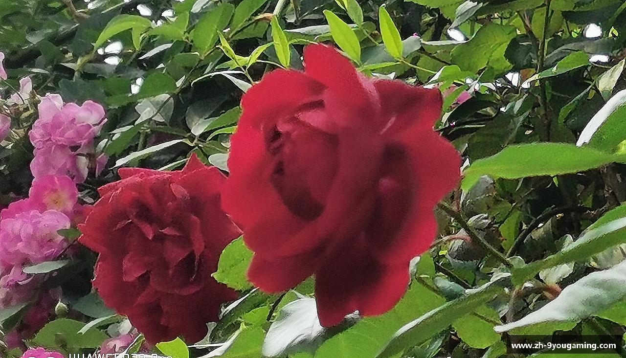 无畏风雨，只为荣耀！